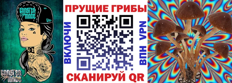 где найти наркотики Ростов-на-Дону Псилоцибиновые грибы Psilocybine cubensis